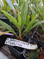 Mooie trachycarpus wagerianus x nainital te koop, Tuin en Terras, Ophalen of Verzenden, Overige soorten, Volle zon