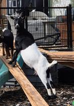 Drachtige tamme dwerggeit te koop, Dieren en Toebehoren, Vrouwelijk, Geit, 3 tot 5 jaar