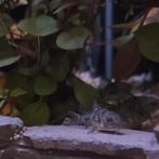 Corydoras paleatus, Dieren en Toebehoren, Vis
