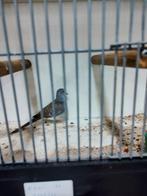 Duifen, Dieren en Toebehoren, Vogels | Overige Vogels, Vrouwelijk