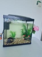 20 liter aquarium met toebehoren: stofzuiger, voedsel, extra, Dieren en Toebehoren, Vissen | Aquaria en Toebehoren, Ophalen, Zo goed als nieuw