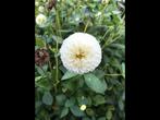 Witte Pompon dahlia knollen., Tuin en Terras, Planten | Tuinplanten, Volle zon, Vaste plant, Zomer, Ophalen