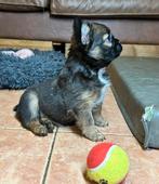 Franse bulldog pups, Nederland, Rabiës (hondsdolheid), 8 tot 15 weken, Bulldog