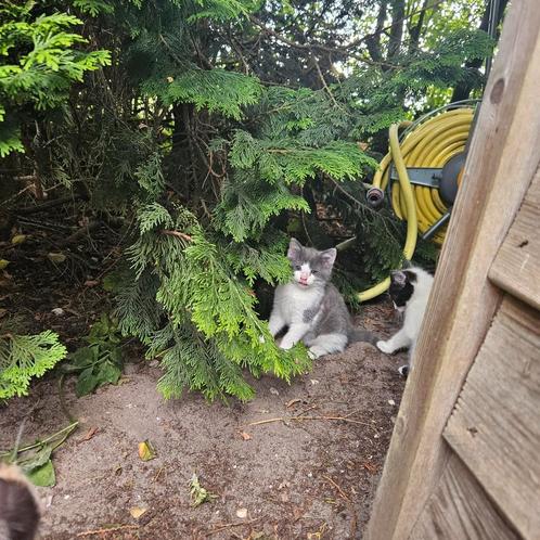 Gratis mooie kittens beschikbaar!, Dieren en Toebehoren, Katten en Kittens | Overige Katten