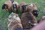 18 drachtige schapen te koop Zwoegvrije ARR/ARR status, Schaap, Vrouwelijk