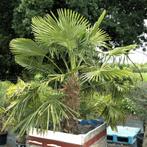 Trachycarpus Fortunei - Waaierpalm g77412