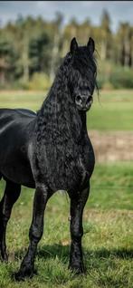 !Paard gezocht!, Tickets en Kaartjes, Eén persoon, Overige soorten