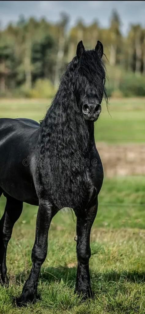 !Paard gezocht!, Tickets en Kaartjes, Kortingen en Cadeaubonnen, Eén persoon, Overige soorten