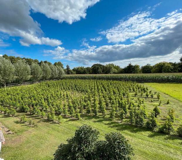 Portugese Laurier - Prunus lusitanica, Tuin en Terras, Planten | Bomen, Overige soorten, 100 tot 250 cm, Volle zon, Lente, Ophalen