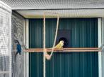 Pyrrhura Molinae - Mooncheek '25, Dieren en Toebehoren, Vogels | Parkieten en Papegaaien, Meerdere dieren, Parkiet, Geringd