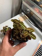 Emblemantha urnulata green terrarium plant, Ophalen of Verzenden, Overige soorten, Minder dan 100 cm