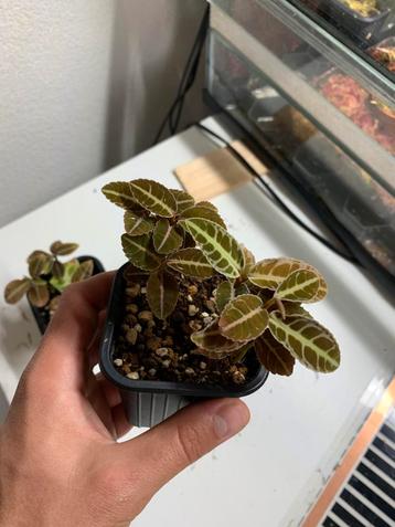 Emblemantha urnulata green labisia terrarium plant beschikbaar voor biedingen
