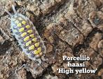 Porcellio haasi 'High yellow', Overige soorten