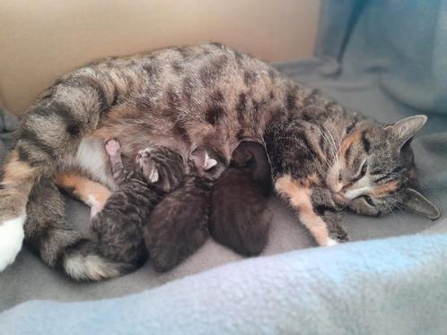 3 kittens-katertjes/poesje-gecyperd/grijs. Europese korthaar, Dieren en Toebehoren, Katten en Kittens | Overige Katten, Kortharig