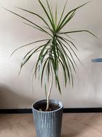 Kamerplant Dracaena marginata, Huis en Inrichting, Kamerplanten, Ophalen, 100 tot 150 cm, Overige soorten, Halfschaduw
