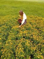 Sint-Janskruid. thee. Hypericum perforatum. 250gram., Ophalen of Verzenden