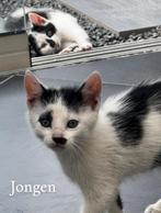 Kittens, Dieren en Toebehoren, Katten en Kittens | Overige Katten
