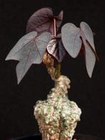 Caudex plant Adenia  Stylosa  van oorsprong uit Madagaskar, Overige soorten, Ophalen of Verzenden, In pot, Minder dan 100 cm