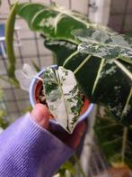 Alocasia Frydek Albo 1, Huis en Inrichting, Kamerplanten, Ophalen of Verzenden, Overige soorten, Minder dan 100 cm