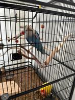 Vogels + vogelkooi, Meerdere dieren, Parkiet