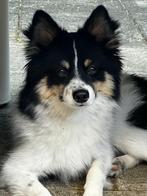 Onze prachtige Pomsky reu is beschikbaar voor dekking!, Dieren en Toebehoren, Reu, 1 tot 2 jaar, Eén hond, Nederland