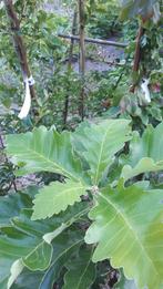 Quercus Carl Ferris Miller 125 -150 cm Japanse keizer eik, Tuin en Terras, Planten | Bomen, Halfschaduw, Lente, 100 tot 250 cm