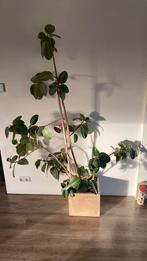 Kamerplant inclusief pot, Ophalen, Halfschaduw, Minder dan 100 cm