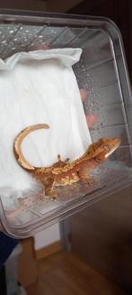 1.0 Donkerrode Harlequin wimpergekko man, Dieren en Toebehoren, Hagedis, Tam, 0 tot 2 jaar