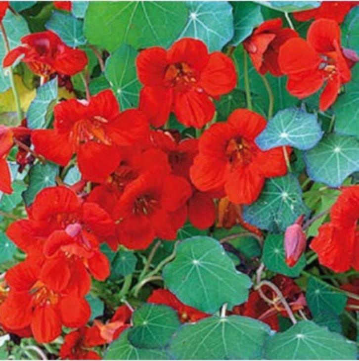 Oost Indische kers zaden | 50% goedkoper!, Tuin en Terras, Bloembollen en Zaden, Zaad, Gehele jaar, Volle zon, Verzenden