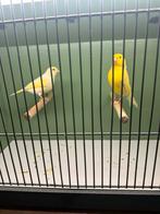 Kleur kanaries koppel te koop, Meerdere dieren, Kleurkanarie