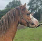 Schitterende Welsh A merries en veulen, Dieren en Toebehoren, Pony's, Ruin, A pony (tot 1.17m), Recreatiepony, 0 tot 2 jaar