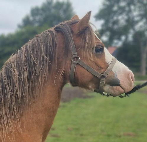Schitterende Welsh A merries en veulen, Dieren en Toebehoren, Pony's, Ruin, A pony (tot 1.17m), Recreatiepony, 0 tot 2 jaar