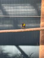 Kleine cubavinken, Dieren en Toebehoren, Meerdere dieren, Tropenvogel, Geringd