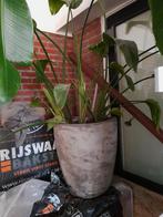 Grote, grijze, betonnen bloempot. Incl. Plant, Huis en Inrichting, Ophalen, Overige soorten, Minder dan 100 cm