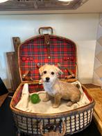 Boomer pup ( reutje ), Dieren en Toebehoren, Honden | Chihuahua's en Gezelschapshonden, CDV (hondenziekte), 8 tot 15 weken, Eén hond