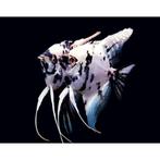 Scalare Panda - Pterophyllum Scalare Platinum 3/4cm, Dieren en Toebehoren, Vissen | Aquariumvissen, Vis, Zoetwatervis, Schoolvis