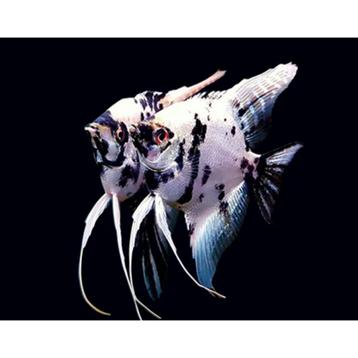 Scalare Panda - Pterophyllum Scalare Platinum 3/4cm beschikbaar voor biedingen