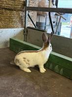 Mooi lotharinger konijn, Mannelijk, Groot