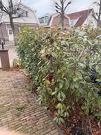 Glansmispel Haag (Photinia) - Gratis Af te Halen!, Tuin en Terras, Ophalen, Overige soorten, Haag, 100 tot 250 cm