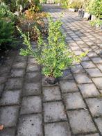 Ilex crenata convexa, japanse hulst, Ophalen