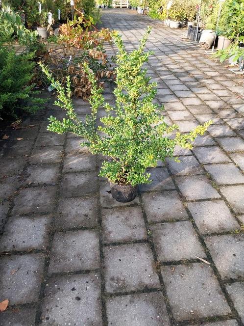Ilex crenata convexa, japanse hulst, Tuin en Terras, Planten | Struiken en Hagen, Ophalen