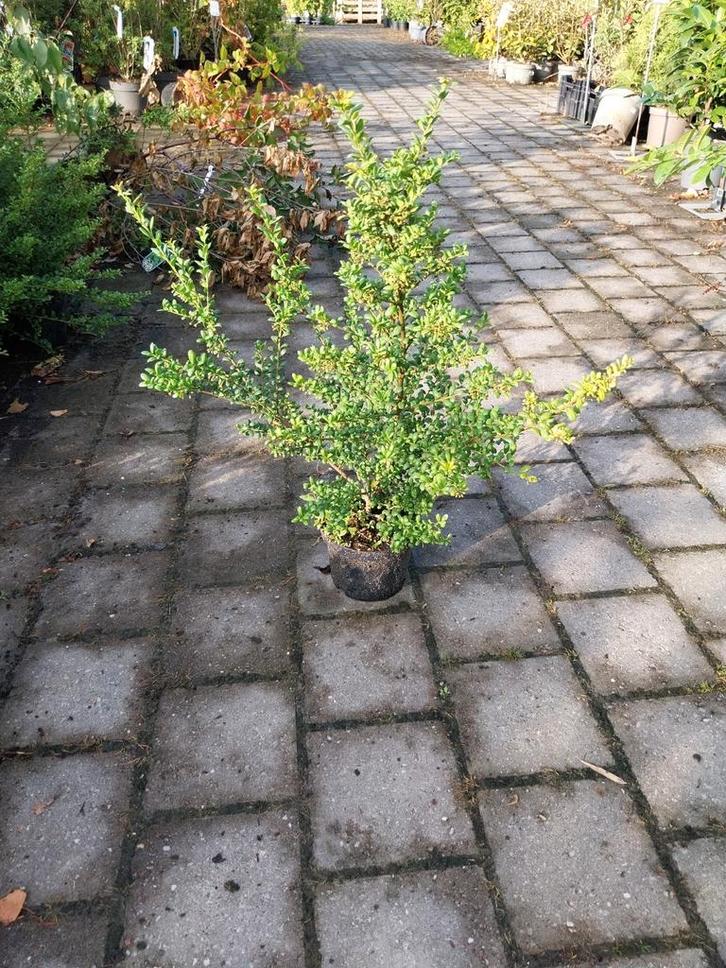 Ilex crenata convexa, japanse hulst, Tuin en Terras, Planten | Struiken en Hagen, Ophalen