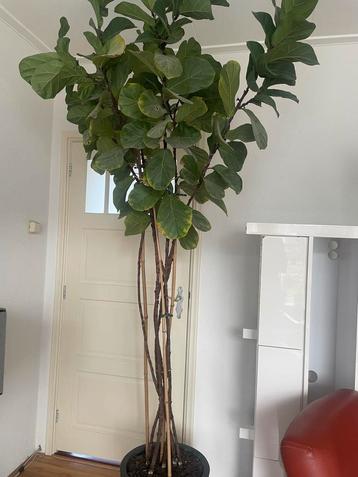 Grote Ficus Lyrata (Vioolplant) van 265 cm beschikbaar voor biedingen