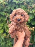Mini labradoodle/ mini doodle pups te koop!, CDV (hondenziekte), 8 tot 15 weken, Meerdere, Meerdere dieren
