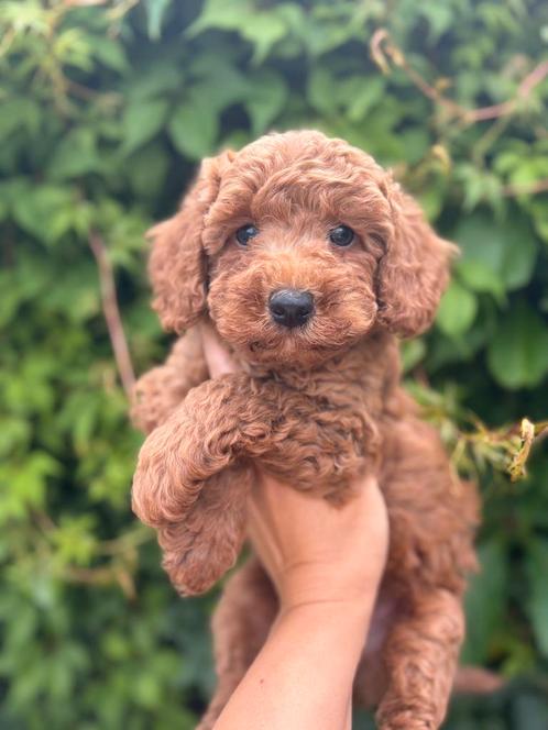 Mini labradoodle/ mini doodle pups te koop!, Dieren en Toebehoren, Honden | Niet-rashonden, Klein, Meerdere dieren, Particulier