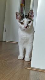 Lieve kater – Europese Korthaar –ingeënt +gechipt, Dieren en Toebehoren, Kater, Gechipt, 0 tot 2 jaar