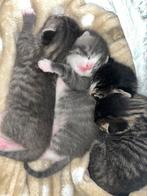 4 mooie gestreepte kittens, Dieren en Toebehoren, Kortharig, Meerdere dieren