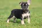 Franse Bulldog pups met stamboom, Dieren en Toebehoren, Meerdere, Bulldog, 8 tot 15 weken, Meerdere dieren