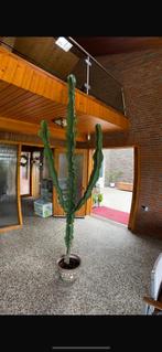 Cactus groot, Euphorbia ingens, Huis en Inrichting, Kamerplanten, Ophalen, Cactus, In pot, 200 cm of meer