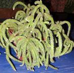 Rhipsalis, Ophalen of Verzenden, Halfschaduw, Minder dan 100 cm